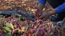 Panen pistachio Aleppo: Petani Suriah kembali ke ladang yang dulu porak-poranda akibat perang