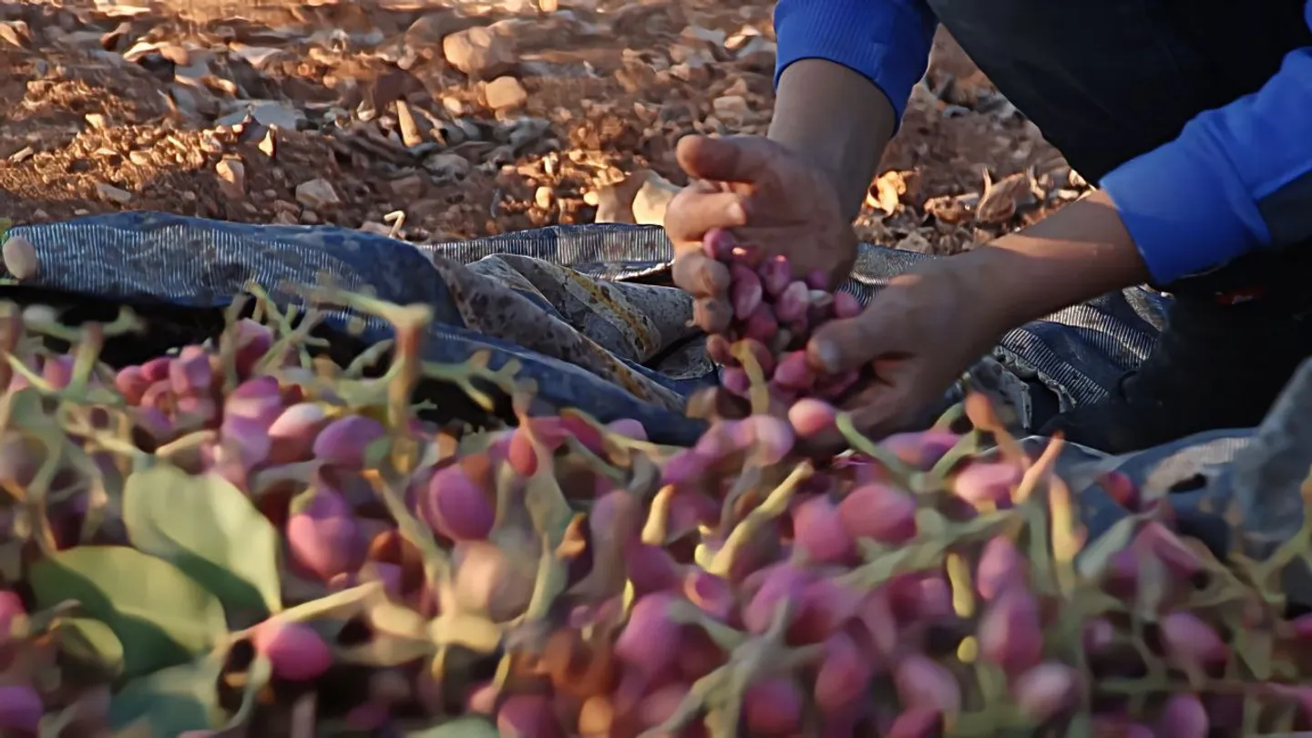 Panen pistachio Aleppo: Petani Suriah kembali ke ladang yang dulu porak-poranda akibat perang
