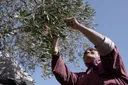 Palestinians report over 150 attacks by illegal Israeli settlers during olive harvest