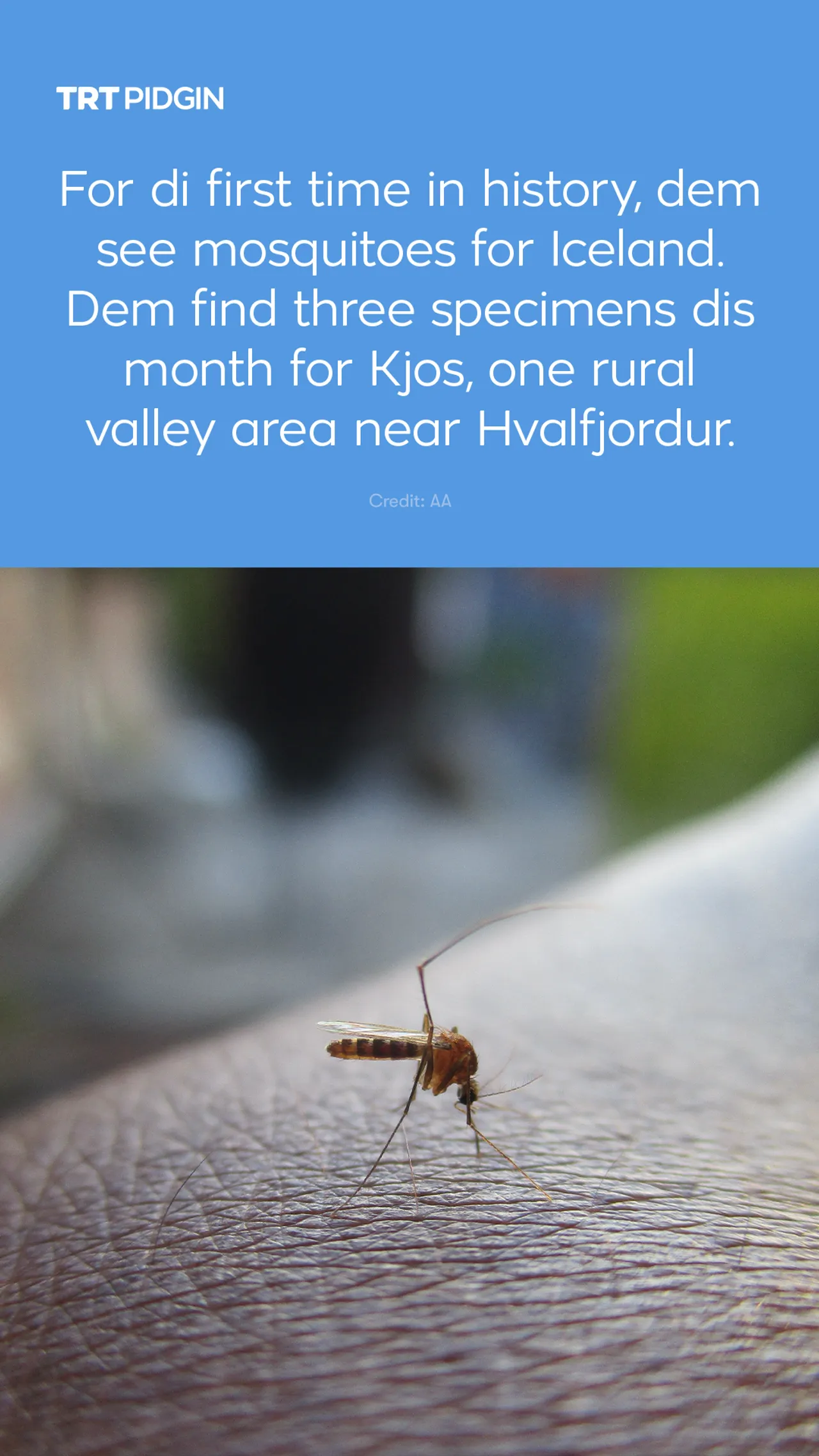 Mosquitoes don show face for Iceland