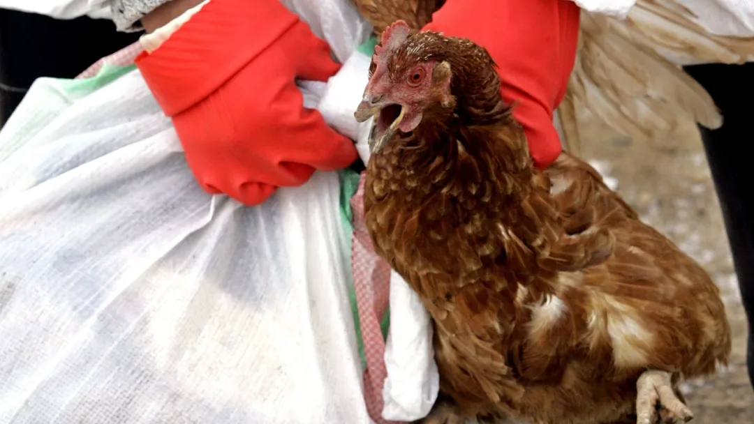 Францияда құс тұмауы өршіді