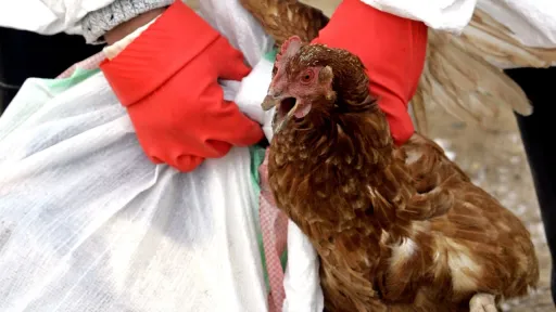 França eleva alerta de gripe aviária para «alto» devido a surtos iniciais em aviários