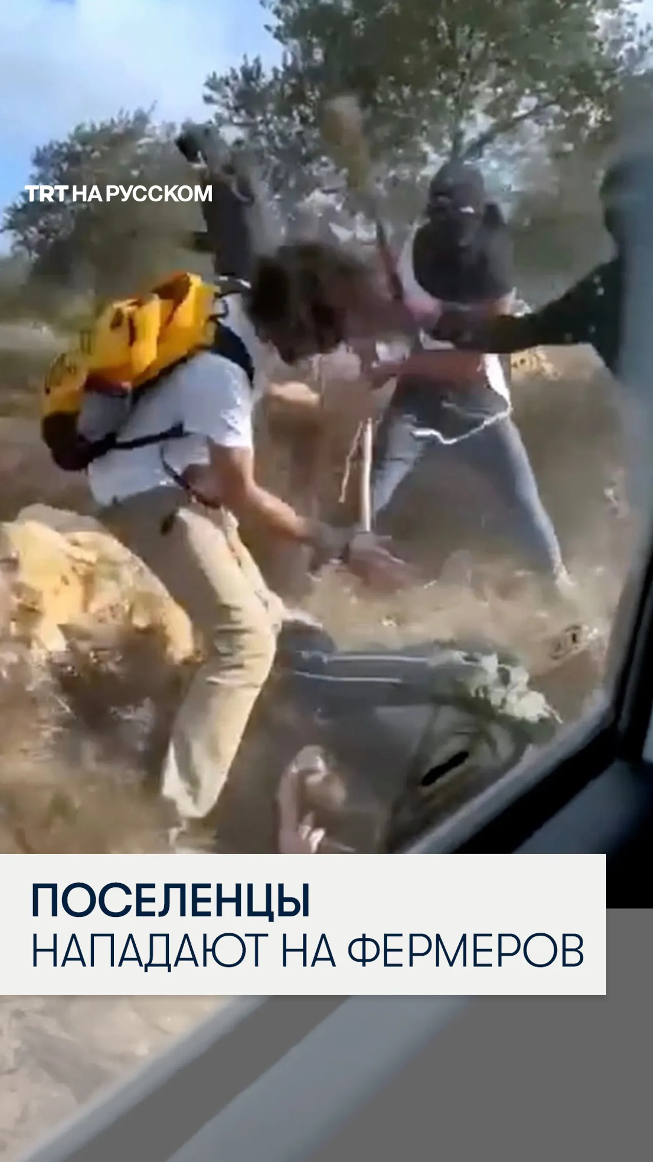 Израильские поселенцы нападают на палестинских сборщиков оливок на Западном берегу