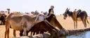 Shot of hope: Sudanese vaccination drive saves herds and livelihoods