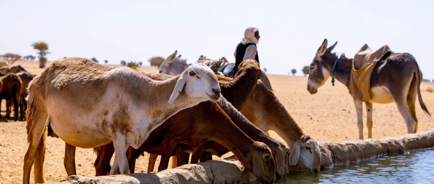 Shot of hope: Sudanese vaccination drive saves herds and livelihoods