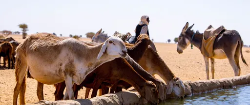 Shot of hope: Sudanese vaccination drive saves herds and livelihoods