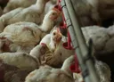 Bird flu surge across Europe triggers poultry lockdown