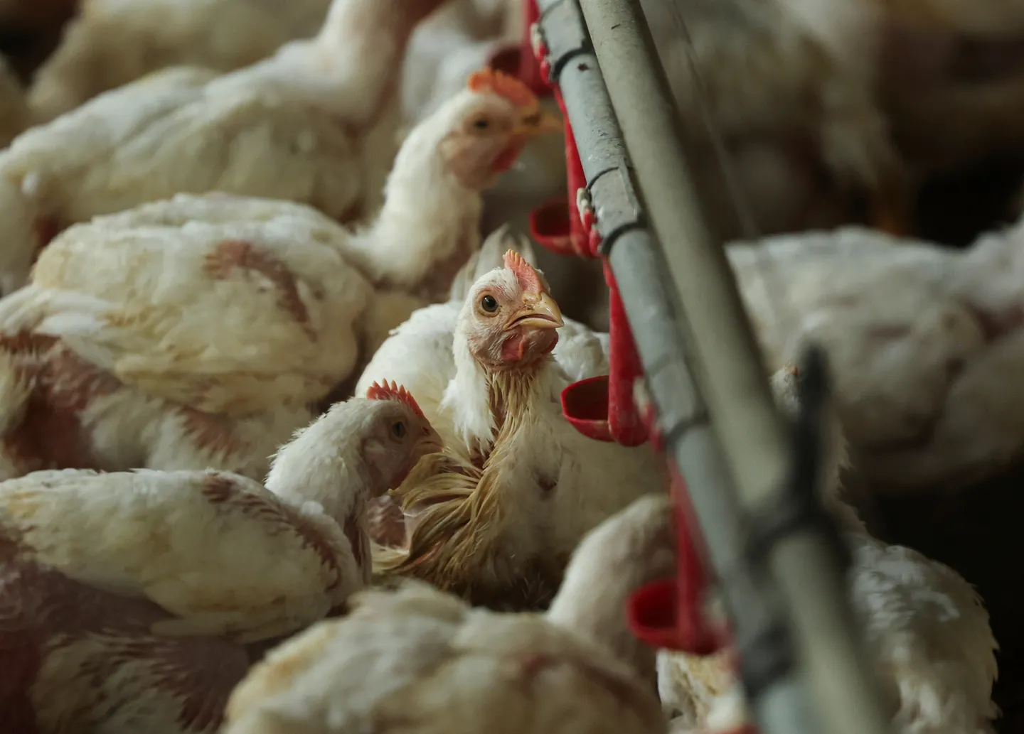Lonjakan flu burung di Eropa memicu penguncian peternakan unggas