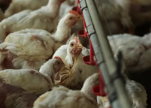 Bird flu surge across Europe triggers poultry lockdown
