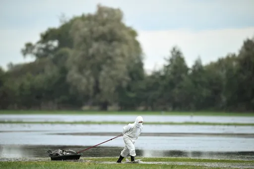 日本、北海道で鳥インフルエンザ発生を報告