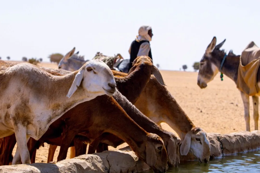 Allurar farin ciki: Ayyukan riga-kafi a Sudan na kubutar da dabbobi da jin dadin rayuwa