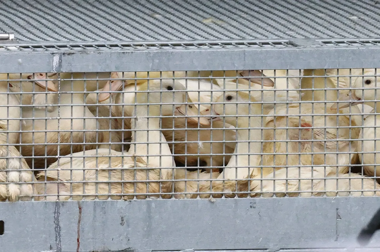 대한민국, 오리 농장에서 새로운 조류 인플루엔자 발생 보고