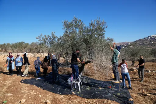 Israel destruye 8.000 olivos en Cisjordania ocupada y genera pérdidas millonarias a los palestinos