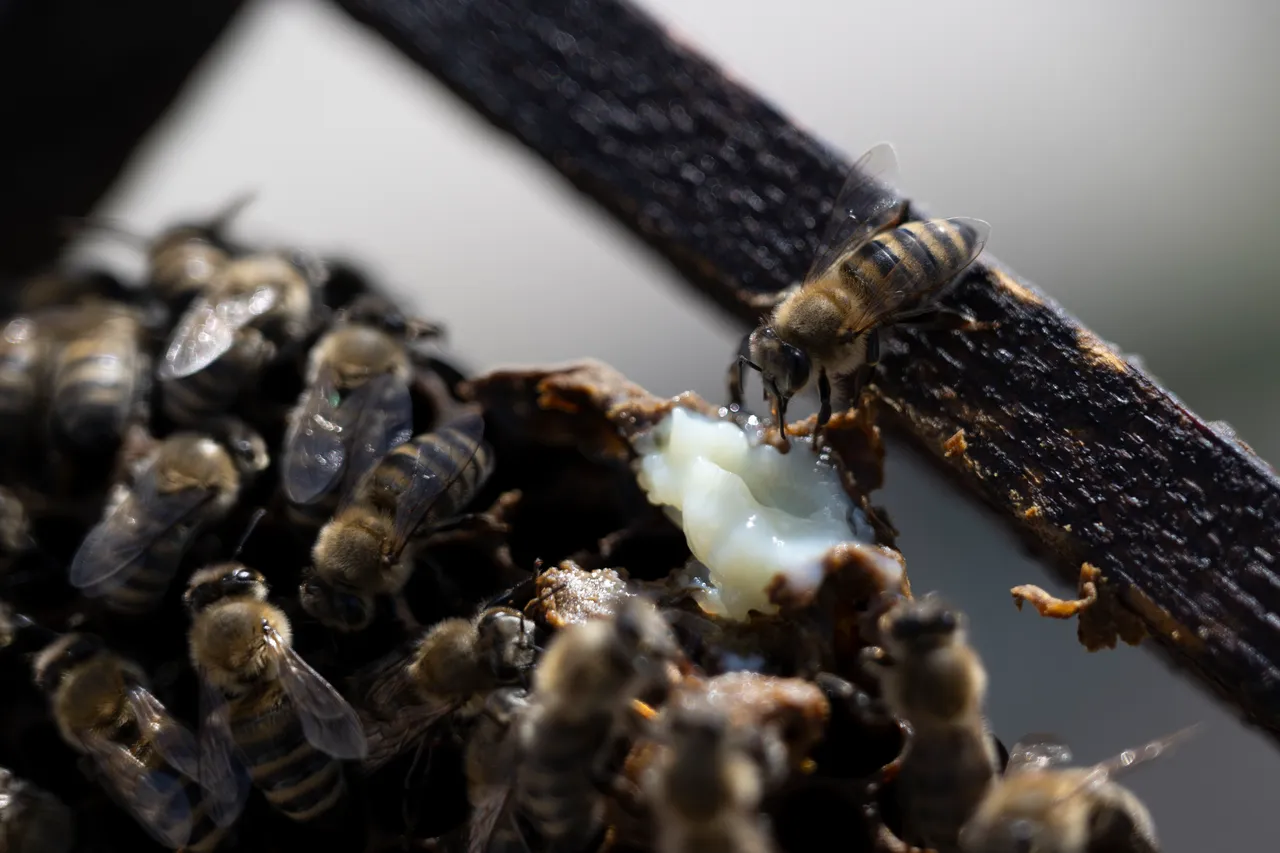 Ара өлімінің көбеюі экожүйені бұзуда