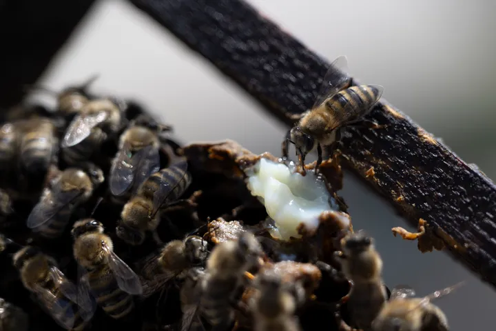 Ара өлімінің көбеюі экожүйені бұзуда