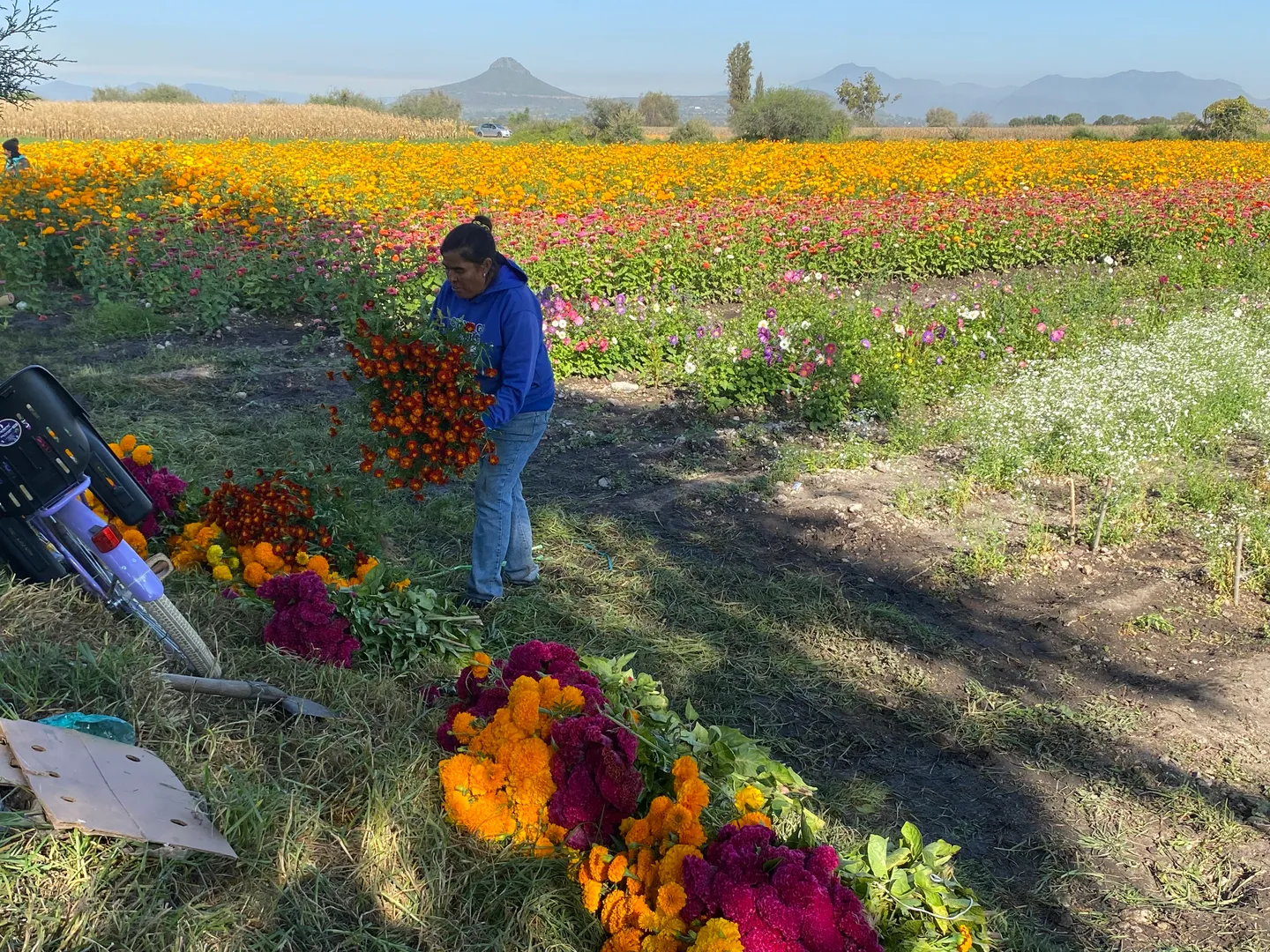De la milpa al altar, el camino del cempasúchil﻿ a las ofrendas en el Día de Muertos
