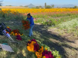 De la milpa al altar, el camino del cempasúchil﻿ a las ofrendas en el Día de Muertos