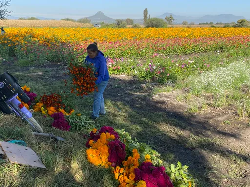 De la milpa al altar, el camino del cempasúchil﻿ a las ofrendas en el Día de Muertos