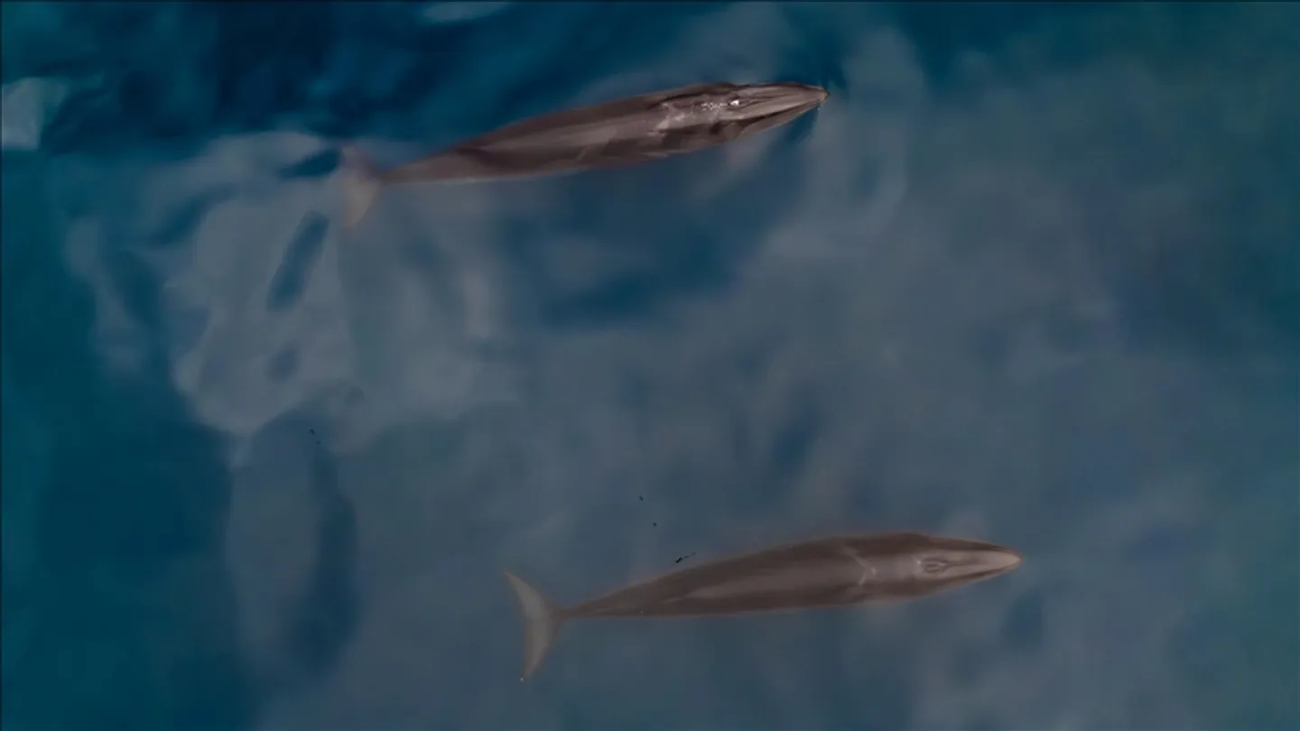 Протеин од гренландскиот кит крие траги за продолжување на животниот век на човекот