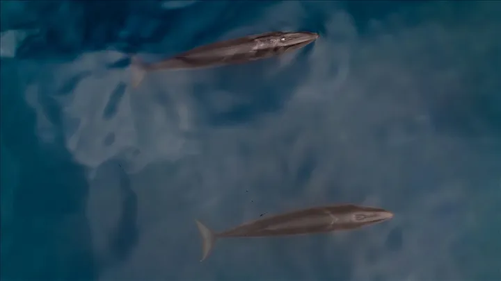 Протеин од гренландскиот кит крие траги за продолжување на животниот век на човекот