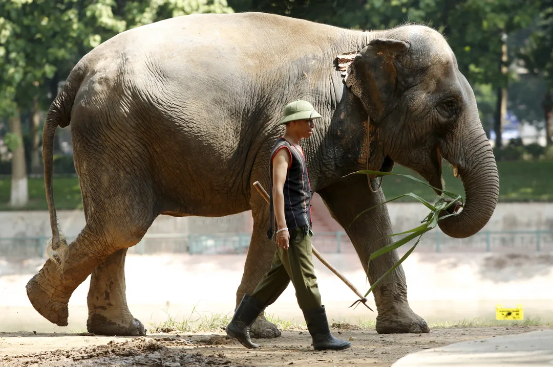 Kurang dari 200 ekor sahaja tinggal: Gajah liar Vietnam di ambang kepupusan