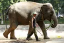 Kurang dari 200 ekor sahaja tinggal: Gajah liar Vietnam di ambang kepupusan