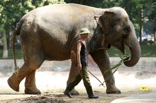 Kurang dari 200 ekor sahaja tinggal: Gajah liar Vietnam di ambang kepupusan