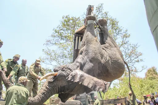 Kenya: Tembo ahamishwa baada ya kuleta madhara kwa wenyeji