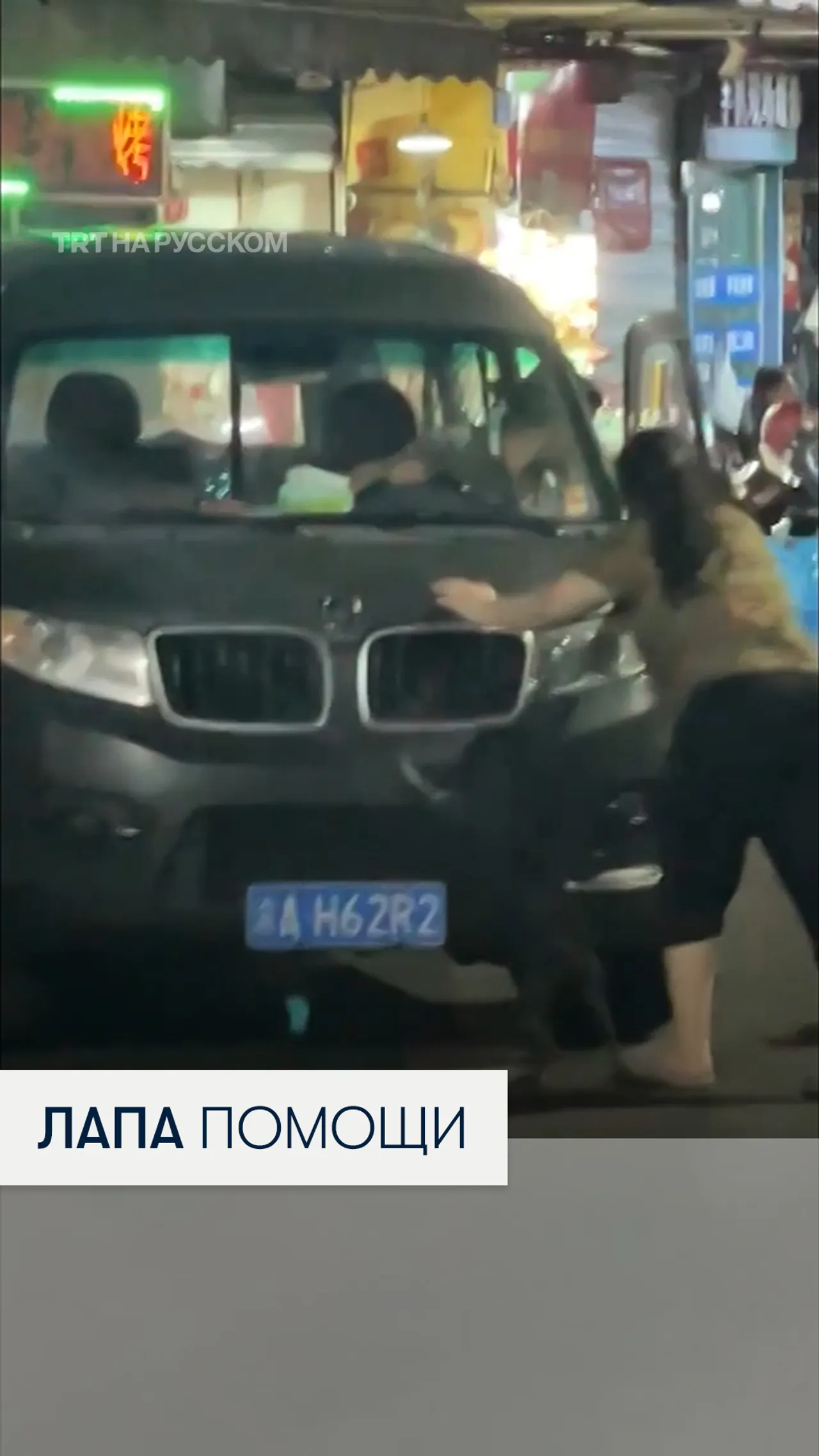 Верный помощник на четырех лапах