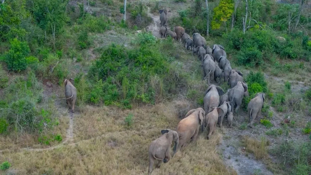 Tembo 500 wahamishwa nchini Tanzania