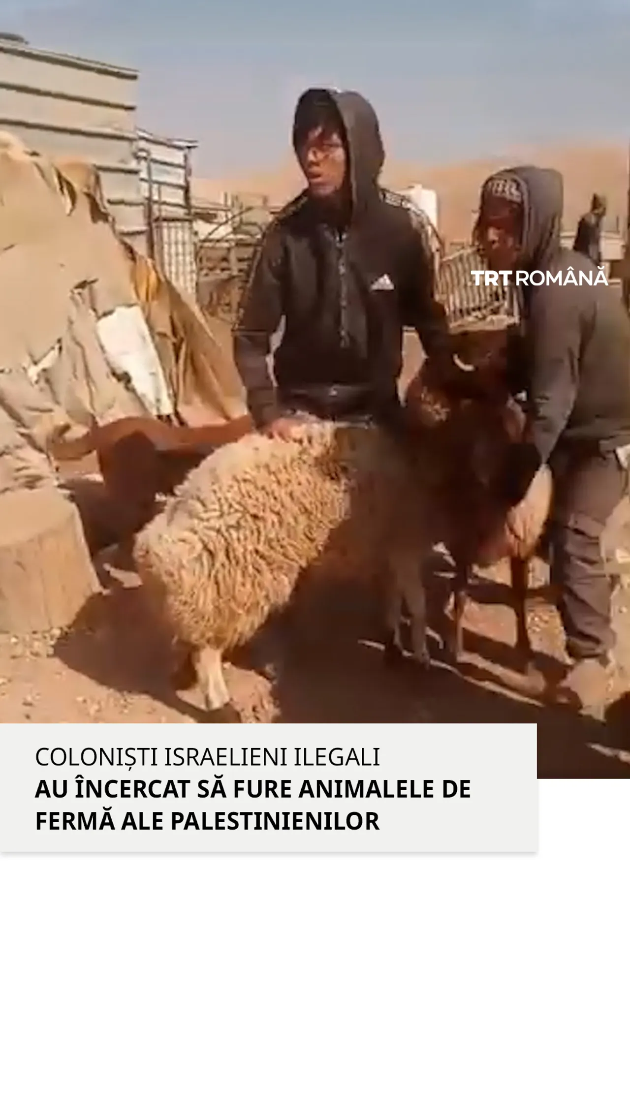 Coloniști israelieni ilegali au încercat să fure animalele din ferma palestinienilor