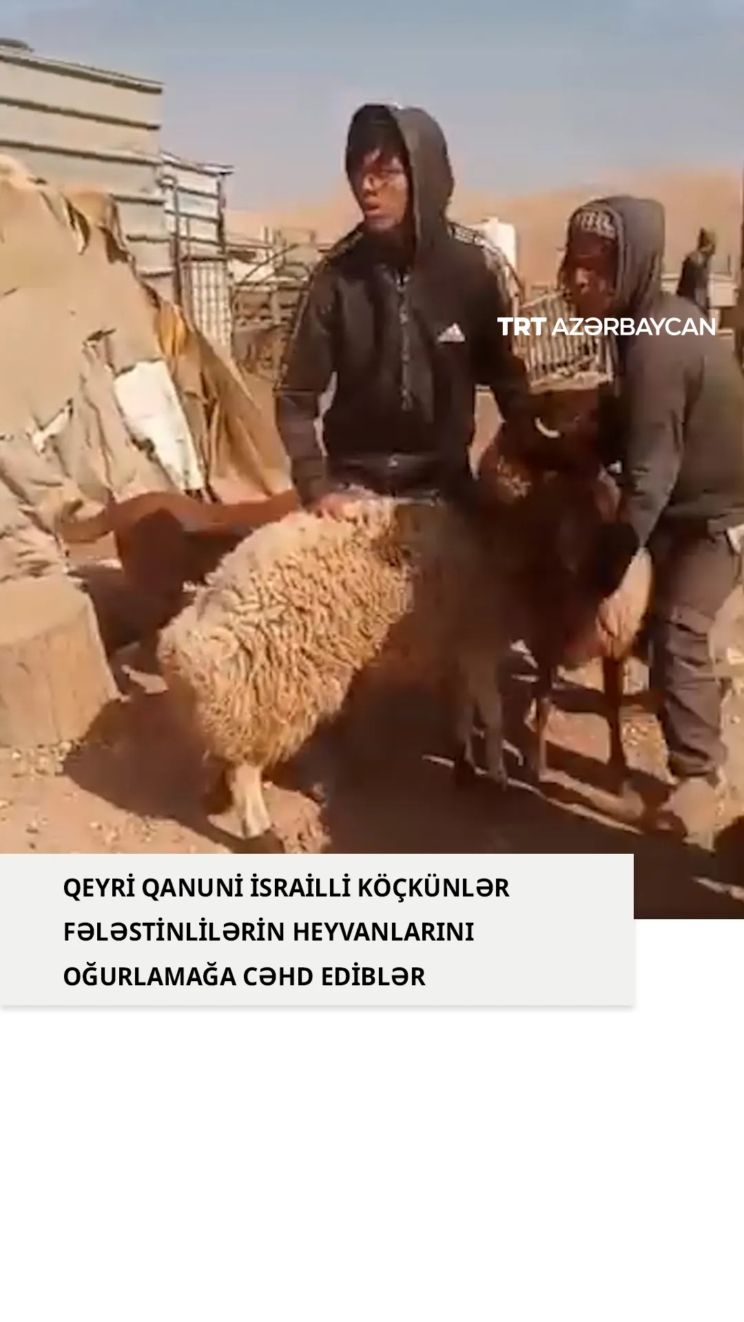 Qeyri-qanuni israilli köçkünlər fələstinlilərin heyvanlarını oğurlayır