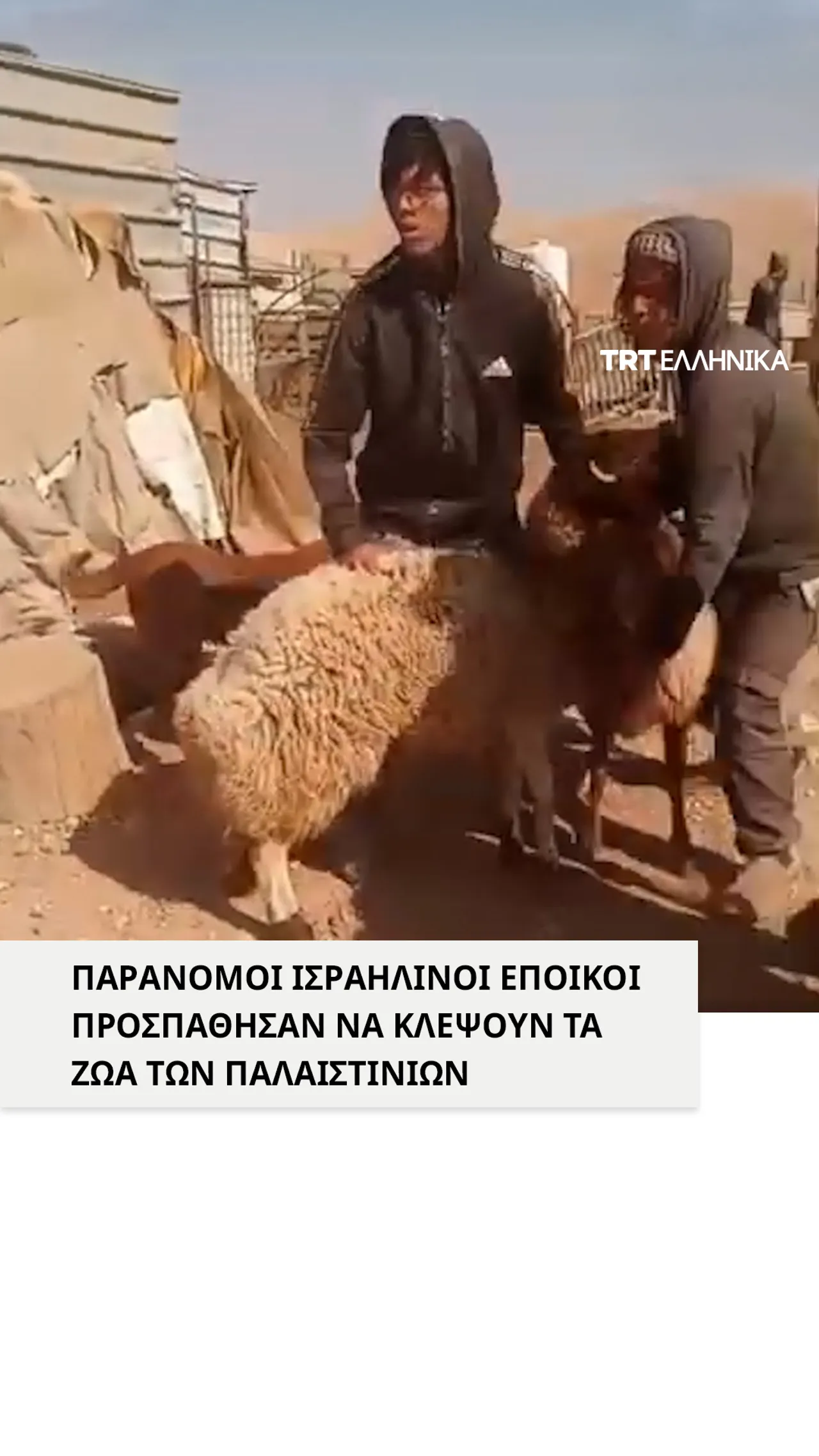 Παράνομοι Ισραηλινοί έποικοι στη Μασάφαρ Γιάτα επιχείρησαν να κλέψουν τα ζώα των Παλαιστινίων