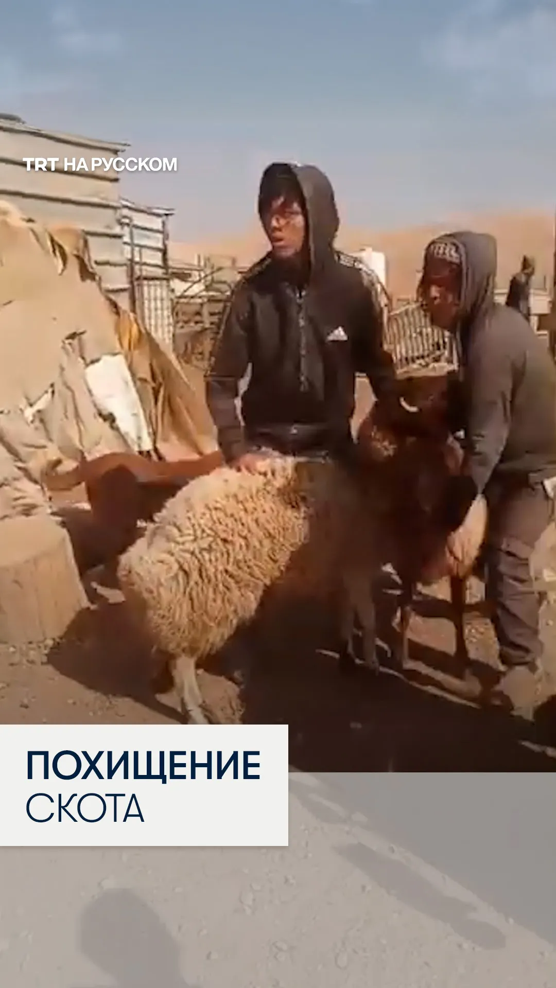 Израильские поселенцы попытались похитить скот у палестинцев на Западном берегу