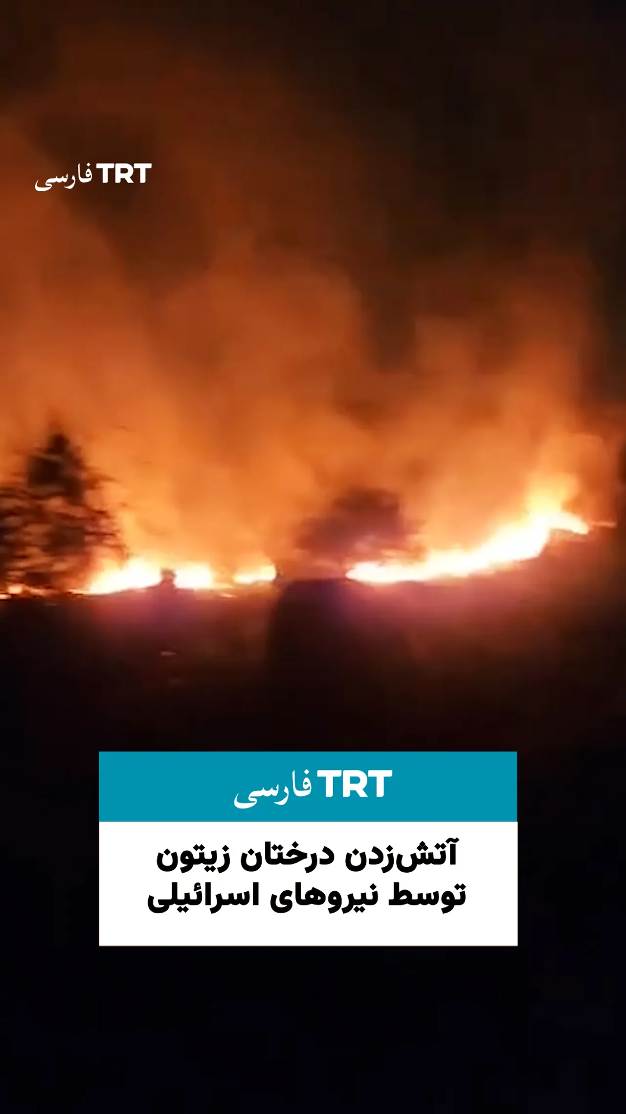 آتشزدن درختان زیتون توسط نیروهای اسرائیلی