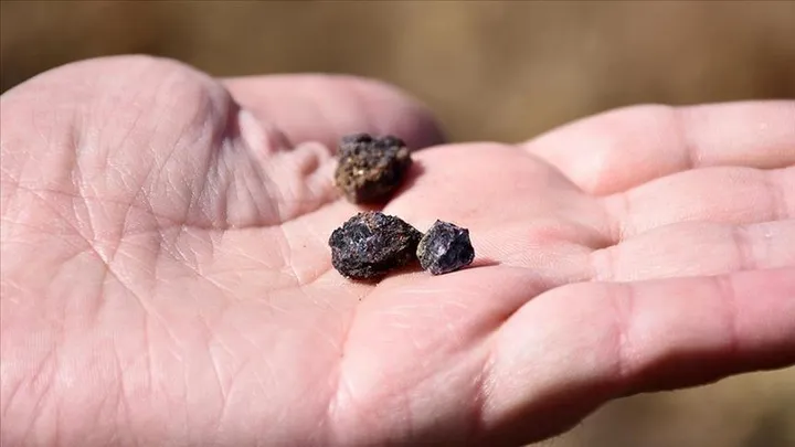 Научниците извлекоа ретки минерали од живи растенија