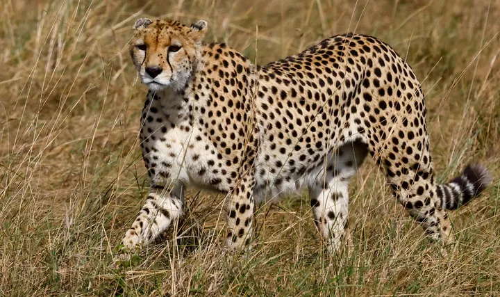 Duma wa Botswana aipa India zawadi ya duma 8