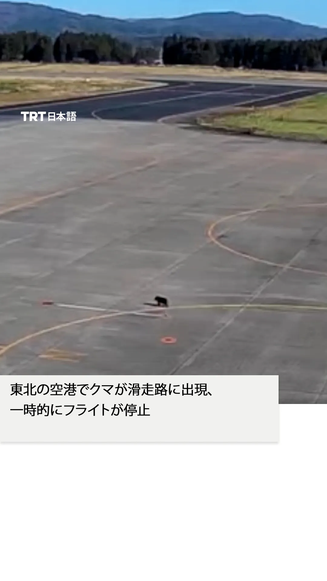 東北の空港でクマが滑走路に出現、
一時的にフライトが停止
