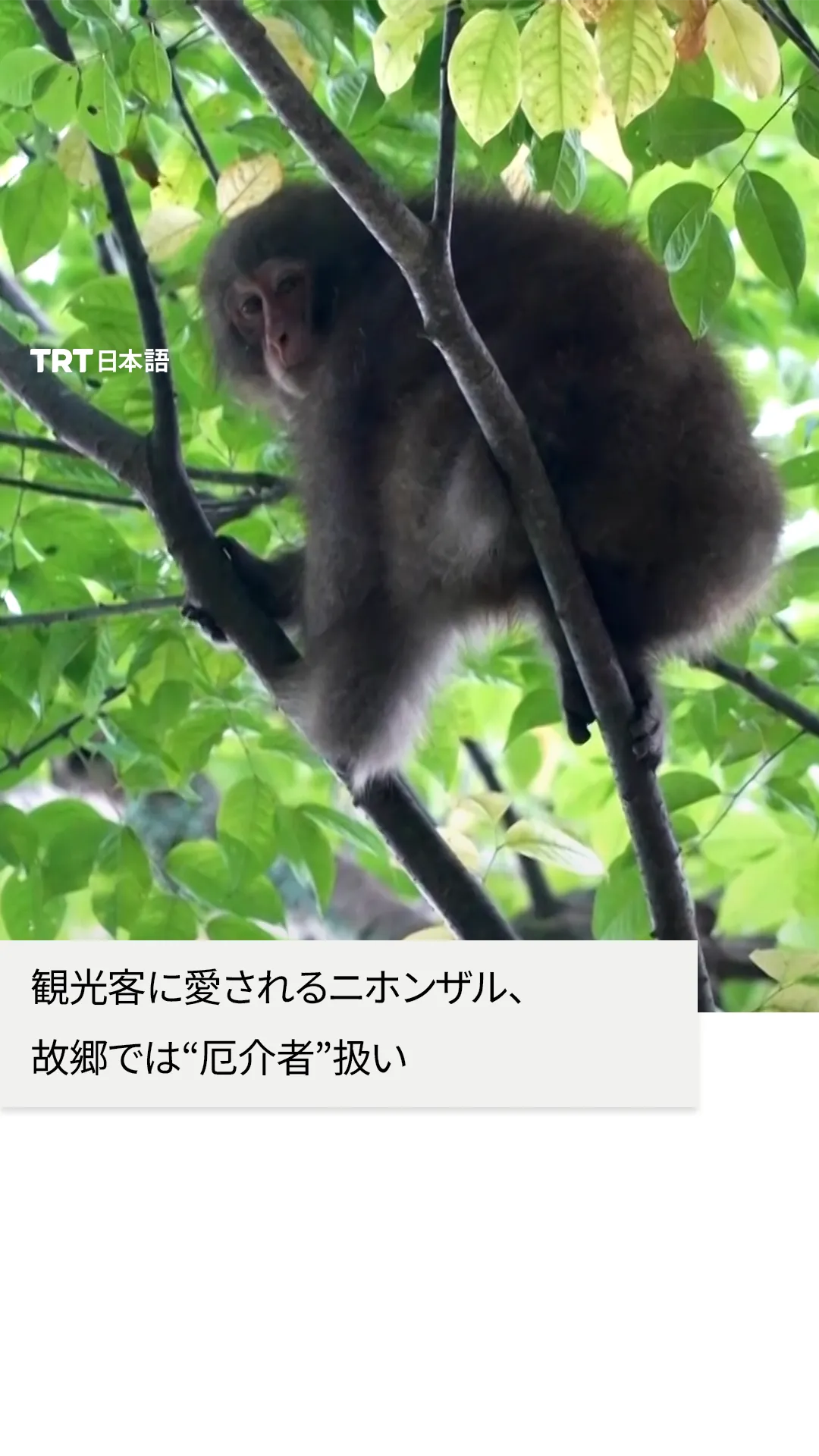 観光客に愛されるニホンザル、
故郷では“厄介者”扱い