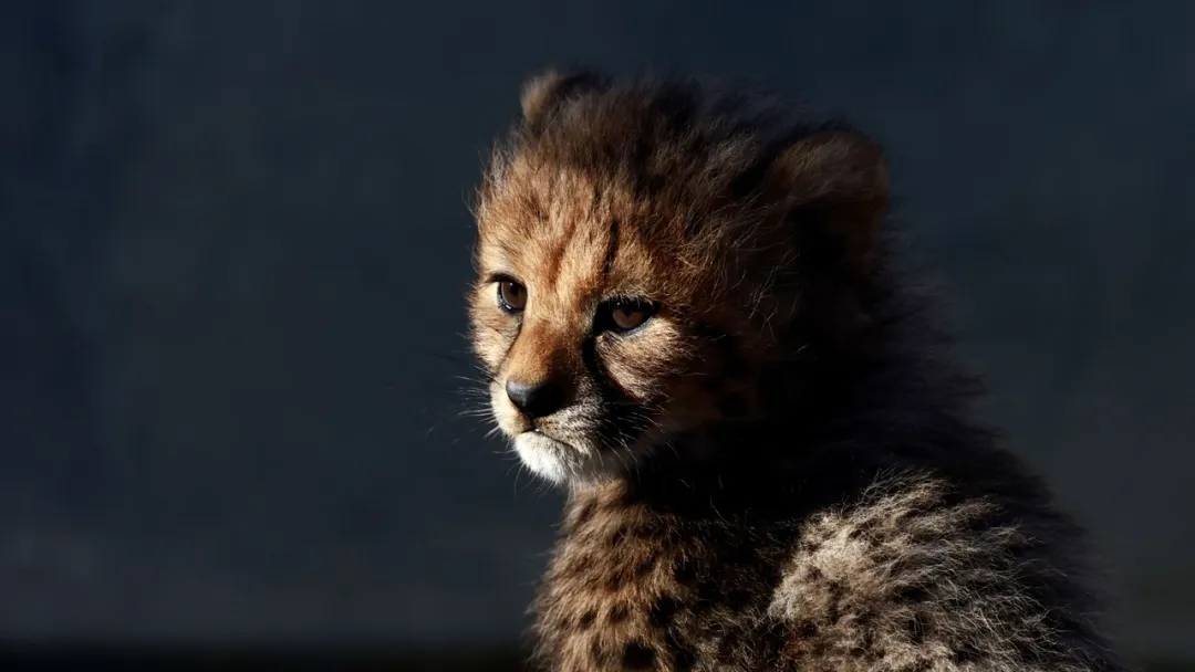 Botswana donates eight cheetahs to India to revive animal's population