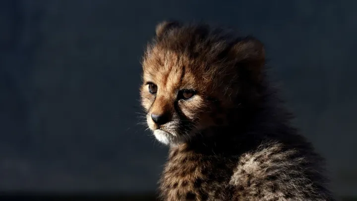 Botswana donates eight cheetahs to India to revive animal's population