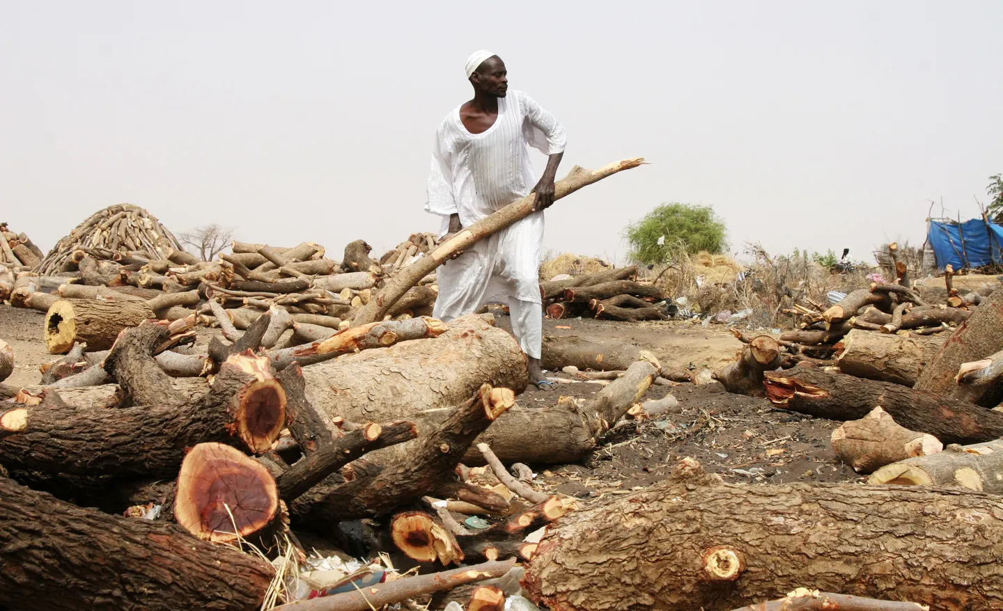 Guerra en Sudán impulsa colapso ecológico de Darfur del Sur: “Si el bosque muere, nosotros también”