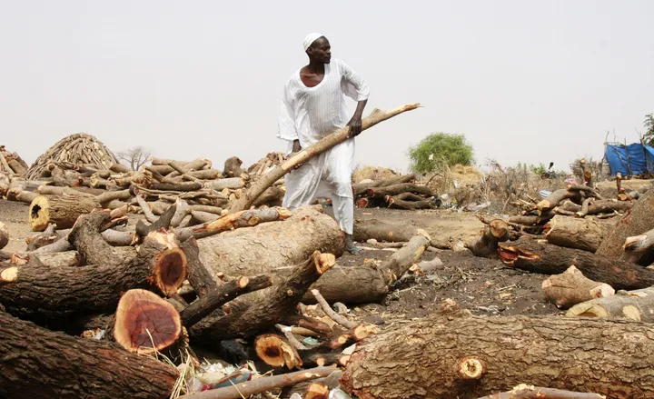 Guerra en Sudán impulsa colapso ecológico de Darfur del Sur: “Si el bosque muere, nosotros también”