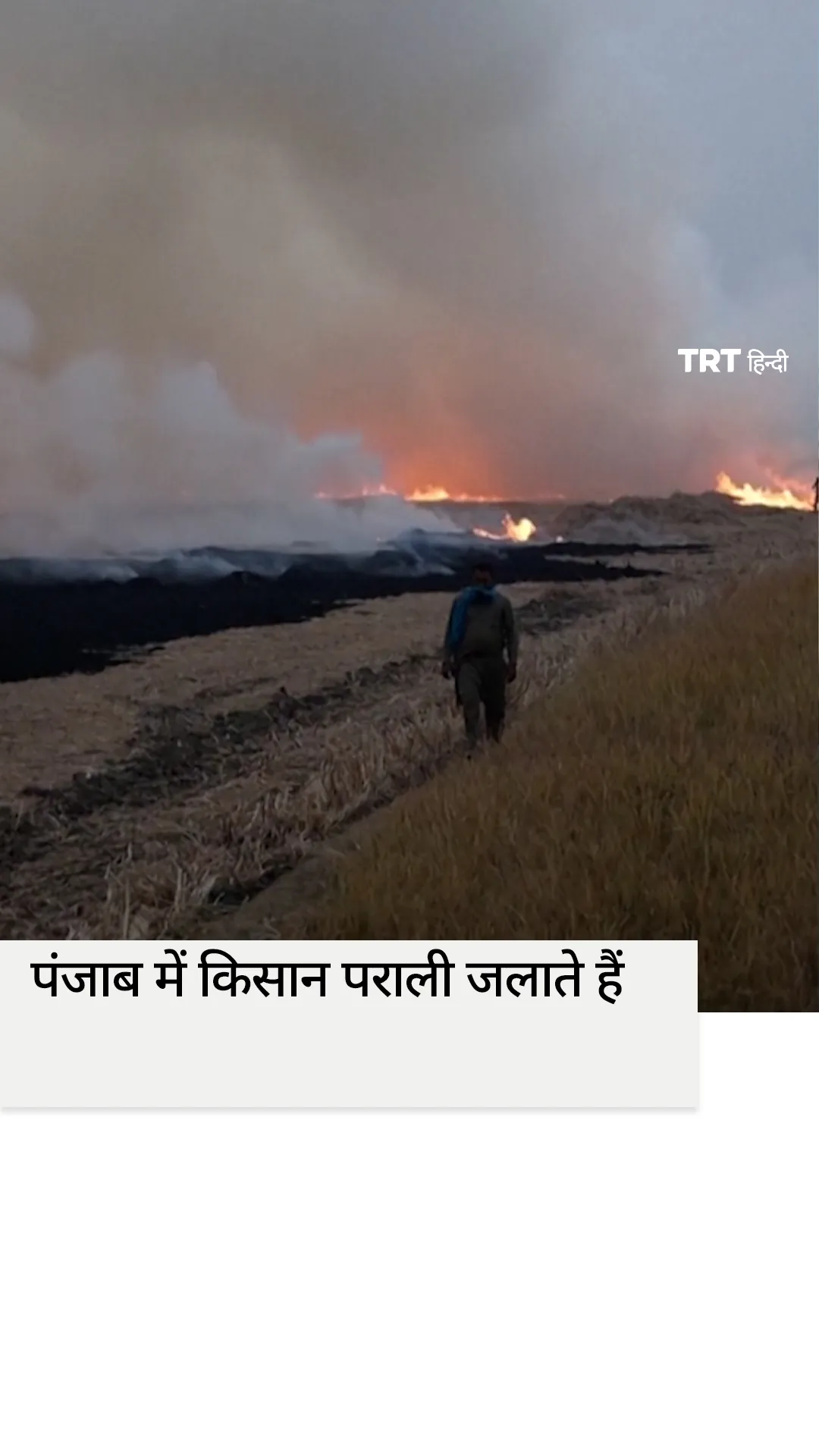 पंजाब के किसान पराली जला रहे हैं, कह रहे हैं कि उनके पास कोई विकल्प नहीं है, दिल्ली में छाई धुंध