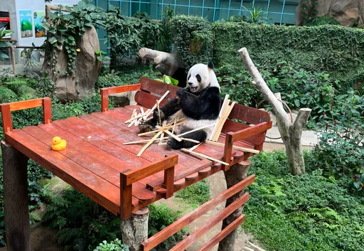 Malaysia bakal sambut pasangan panda gergasi baharu minggu depan