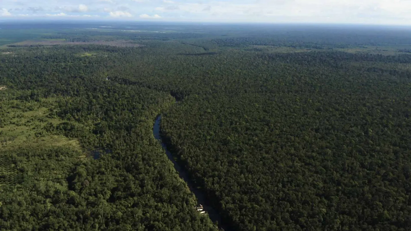 Indonesia dan Kongo bentuk aliansi lahan gambut, Jakarta dorong perdagangan karbon di COP30