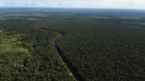 Indonesia dan Kongo bentuk aliansi lahan gambut, Jakarta dorong perdagangan karbon di COP30