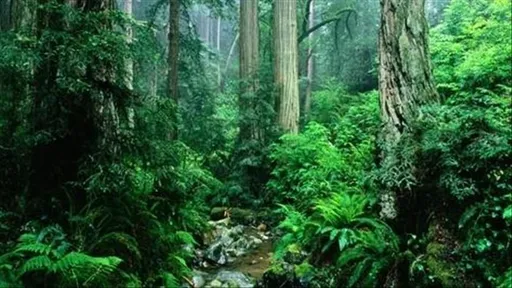 OKB-ja: Bota po humbet 10 milionë hektarë pyje tropikale çdo vit