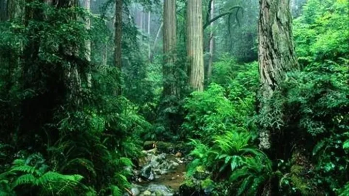 OKB-ja: Bota po humbet 10 milionë hektarë pyje tropikale çdo vit