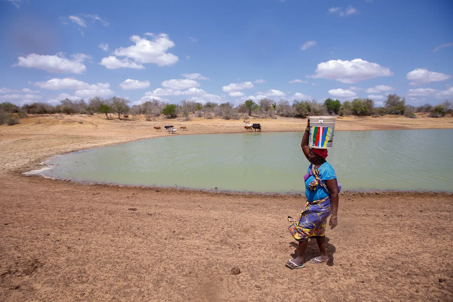 COP30: Africa pivots from pleas to purpose and partnership